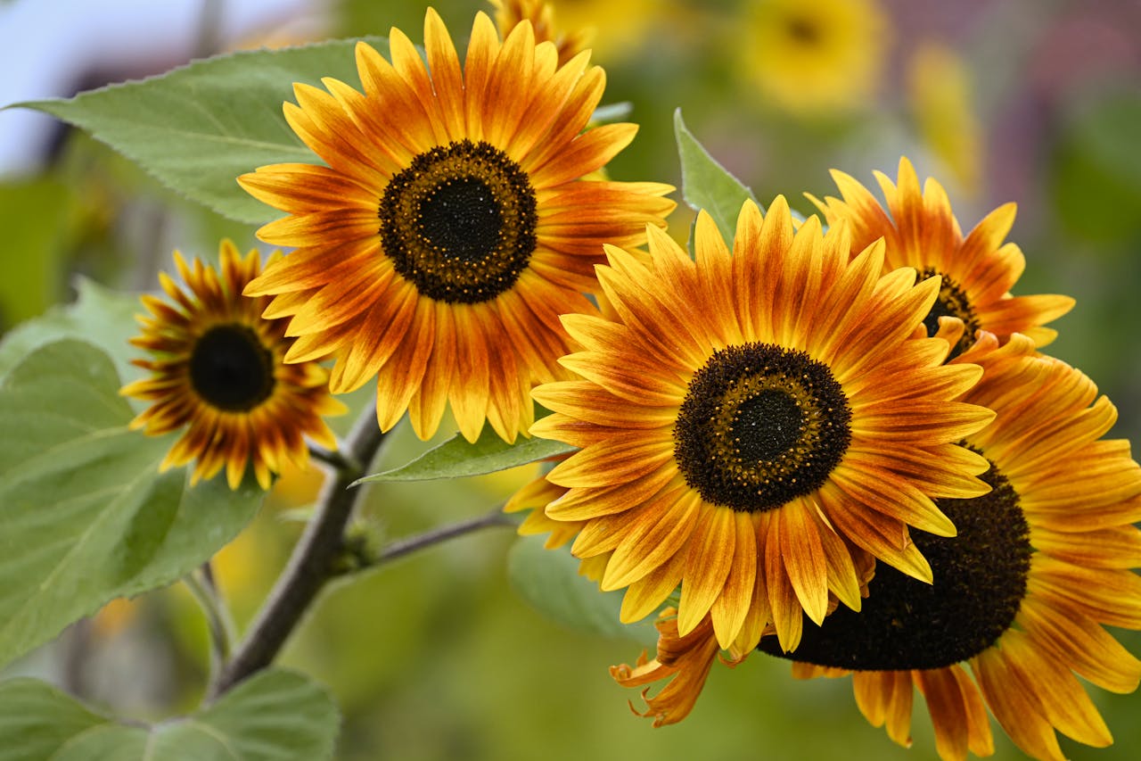 zonnebloem